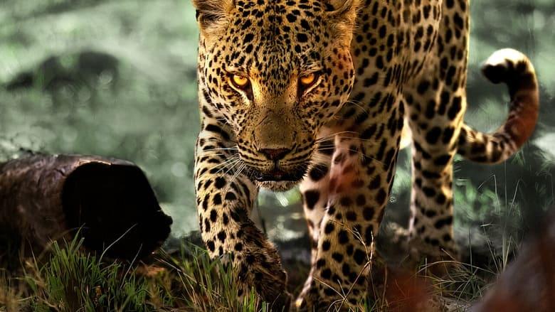 Living with Leopards image