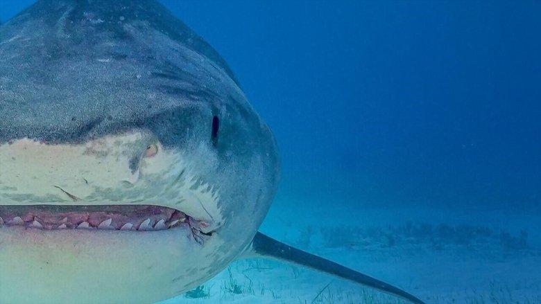 Supersized Sharks image