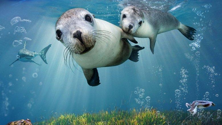 Sea Lions: Life By a Whisker image