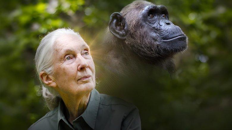 Rescued Chimpanzees of the Congo with Jane Goodall image