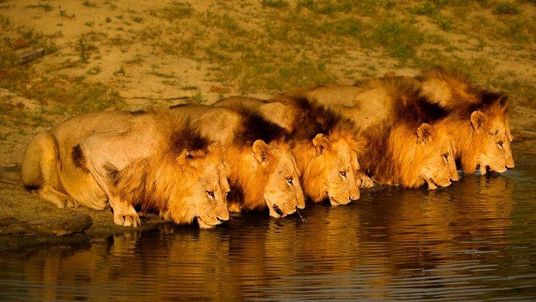 Brothers in Blood: The Lions of Sabi Sand image
