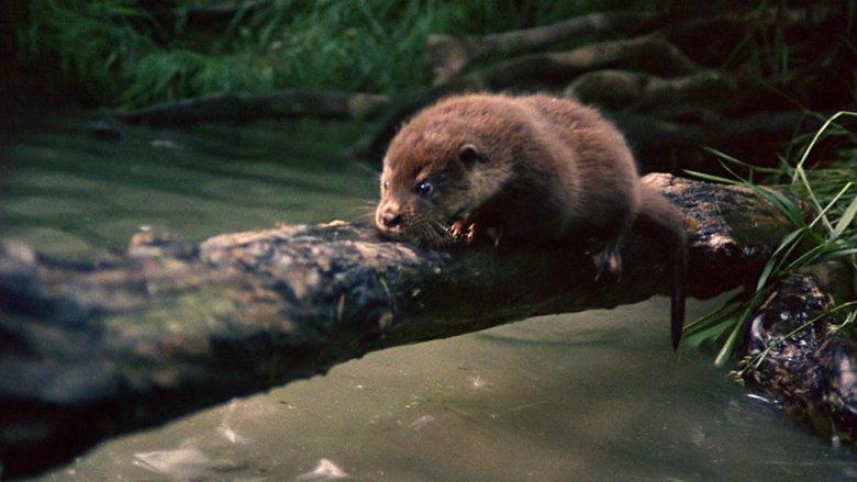Tarka the Otter image