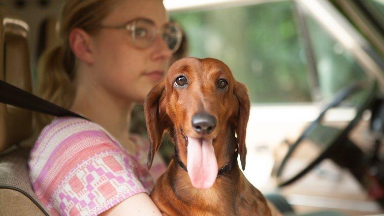Wiener-Dog image