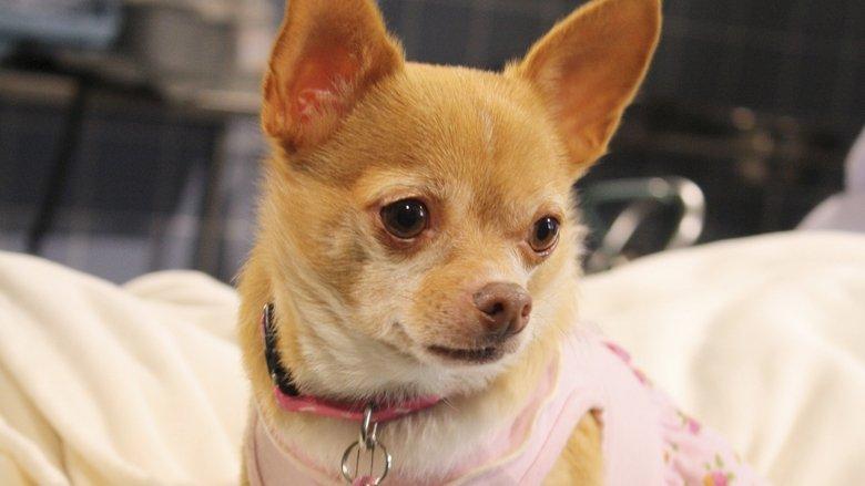 Chihuahua: The Movie image