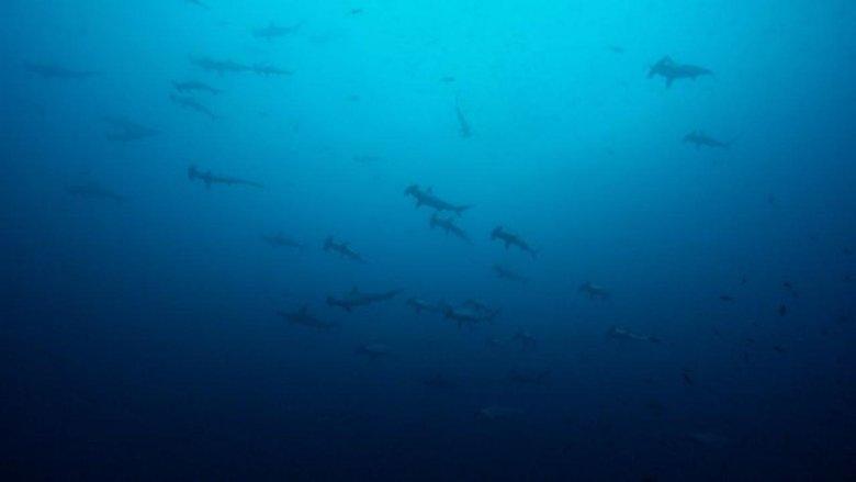 Oceans image