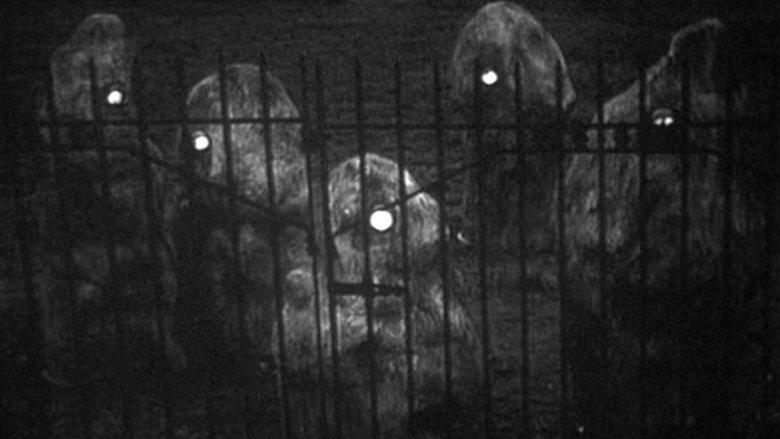 Escape Into Night image