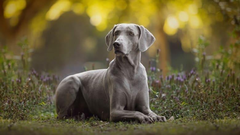 Dogs 101 image