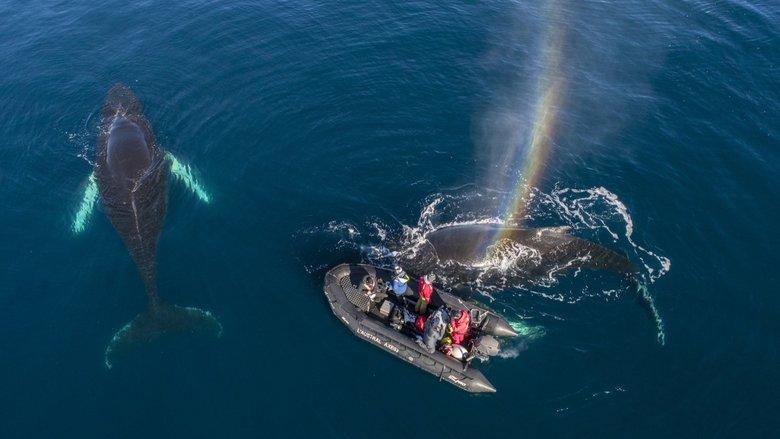 Whales in a Changing Ocean image