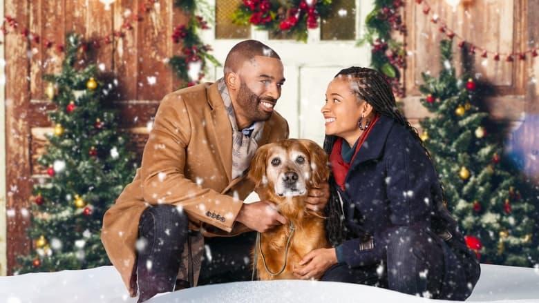 A Christmas Stray image
