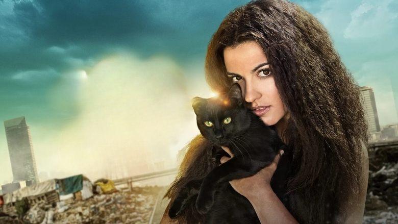 The Stray Cat image