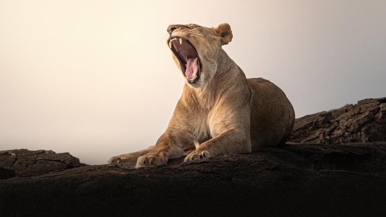 Lion Kingdom image