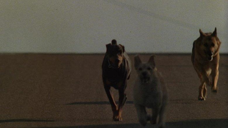 Dogs image
