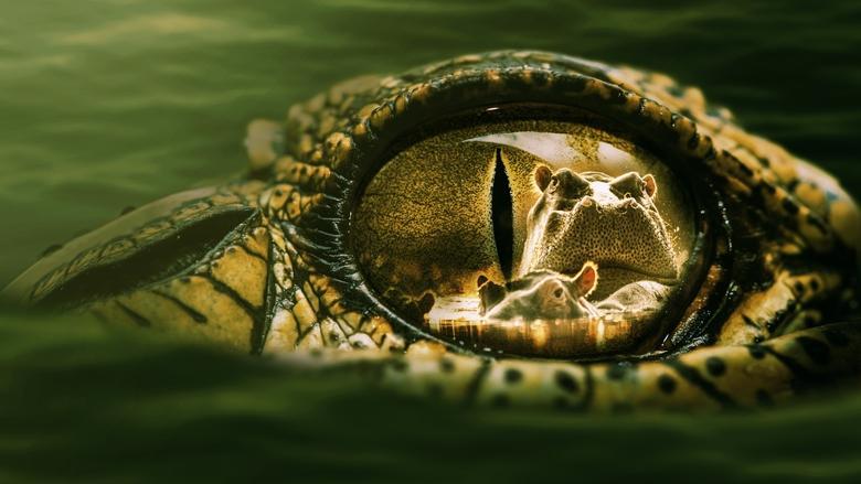 Hippo vs Croc image