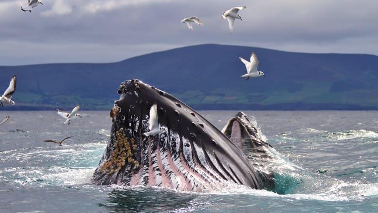 Wild Ireland: The Edge of the World image