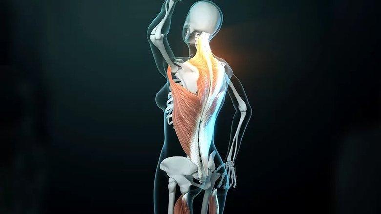 Fascinating Fasciae: The Hidden World Under Our Skin image
