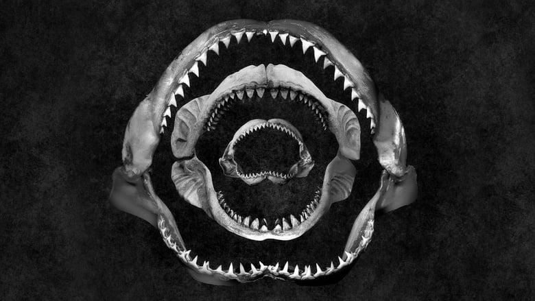 Shark Eat Shark image