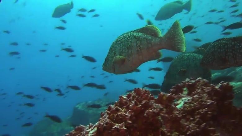 Ocean Predators image