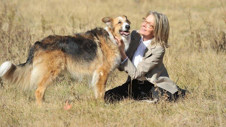 Darling Companion image