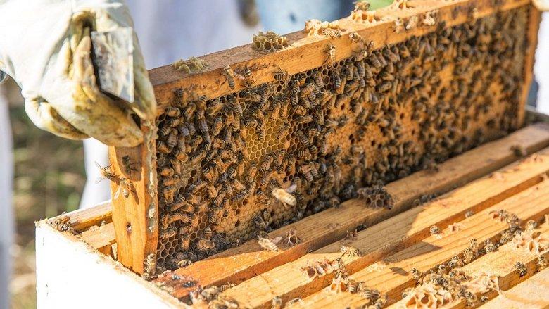 The Last Beekeeper image