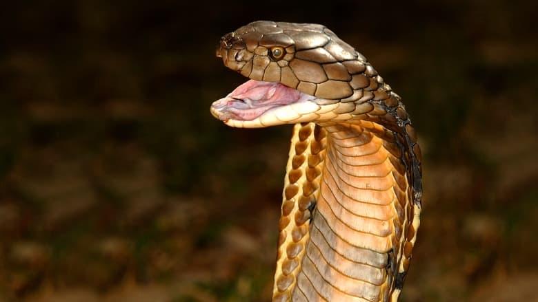 World's Deadliest Snakes image
