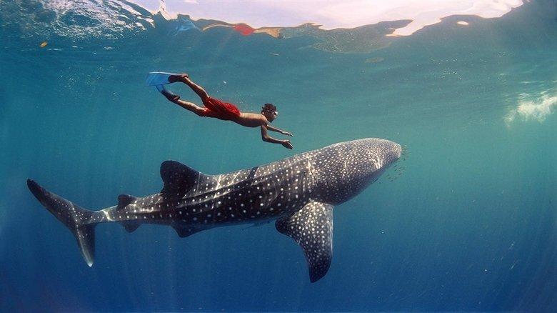 Journey to the South Pacific image