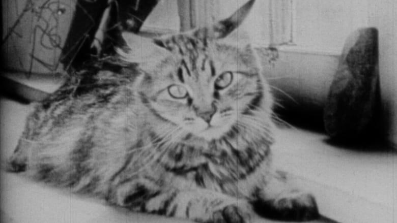 The Private Life of a Cat image