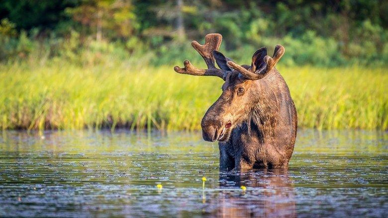 Autumnwatch New England image