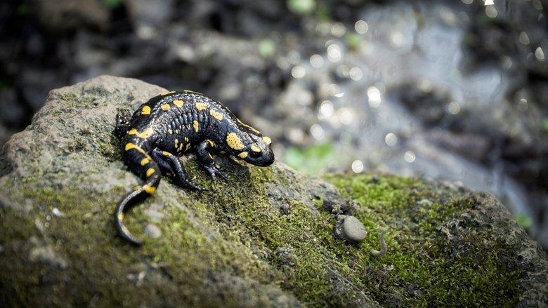 Where Rivers Run Wild: Aqua Hungarica image