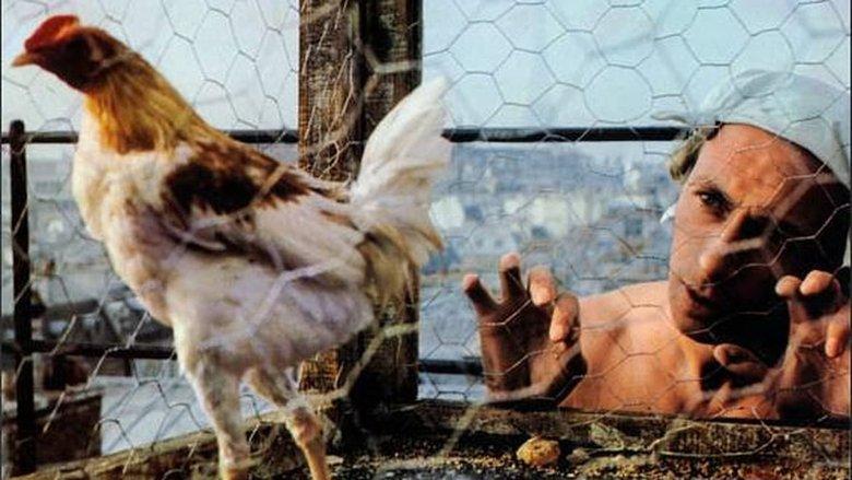 The Fighting Cock image