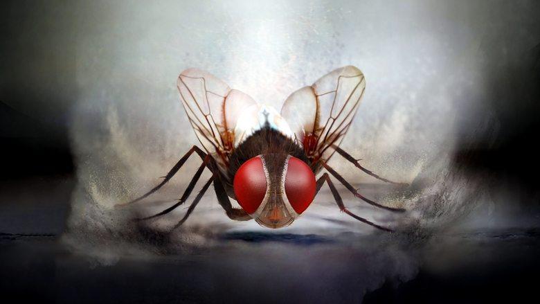 Eega image