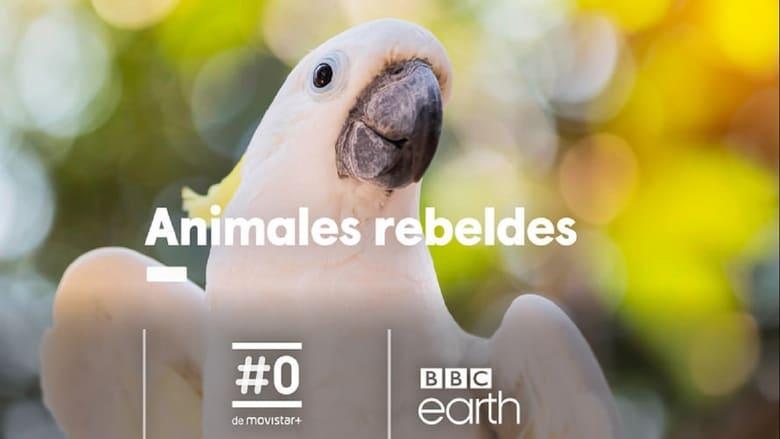 Animales rebeldes image
