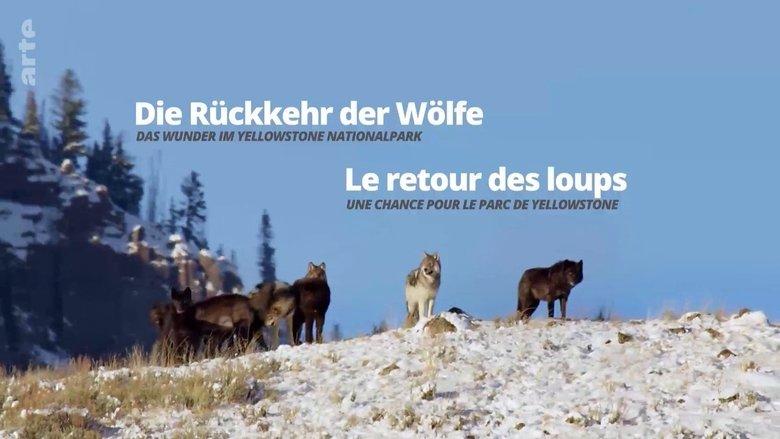 The Return of the Wolves: The Miracle in Yellowstone National Park image