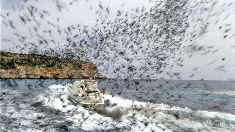 Killer Bees image