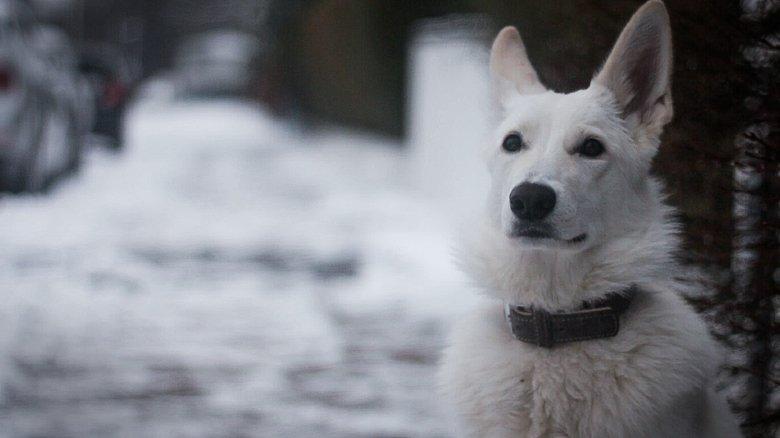Snow Puppy image
