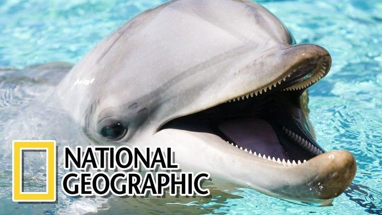 Dolphins: The Wild Side image