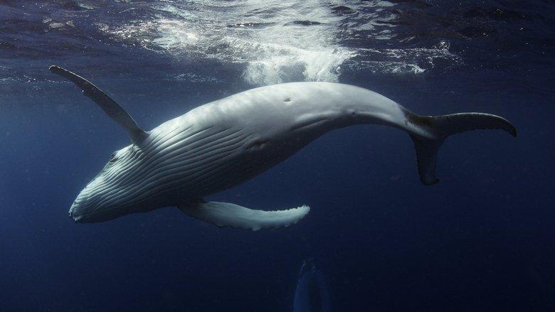 Ocean Odyssey image