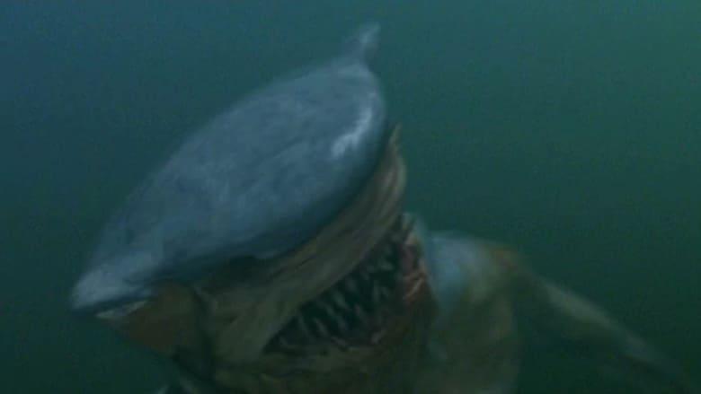 Hammerhead image