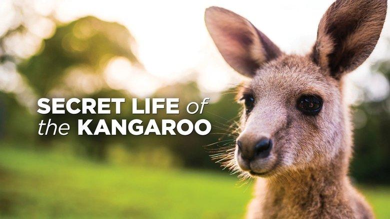 Secret Life of the Kangaroo image