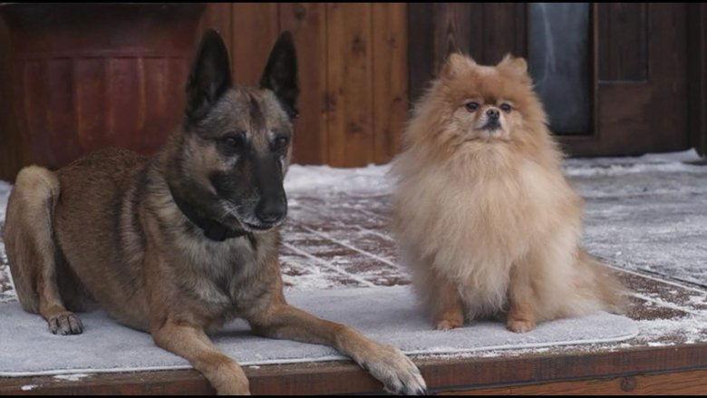 Step Dogs image