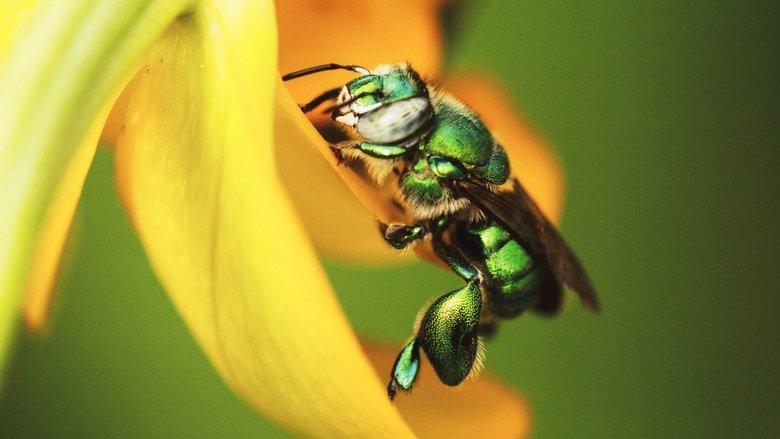 Mexico: Earth's Festival of Life image