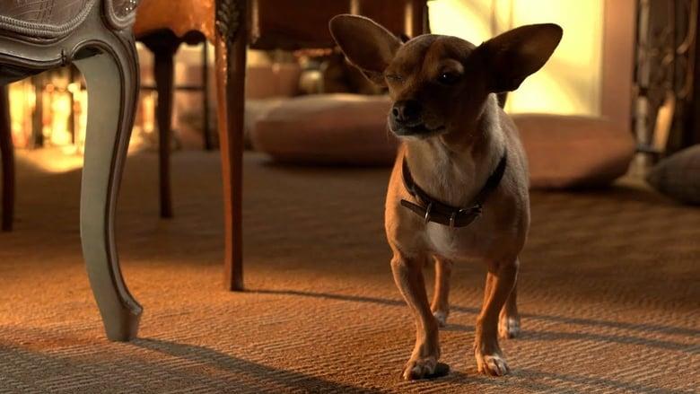 Beverly Hills Chihuahua 3 image