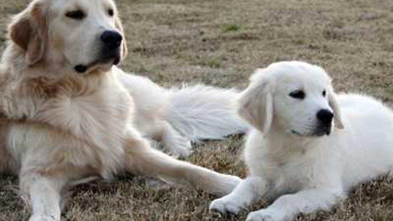 Adventures of Bailey: The Lost Puppy image