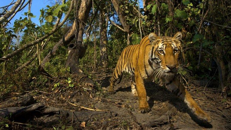 Lost Land of the Tiger image