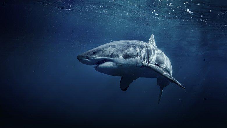 50 Shades of Sharks image