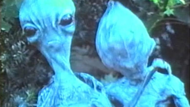Feeders image