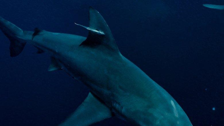 Super Shark Highway image