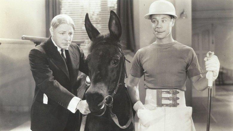 Polo Joe image