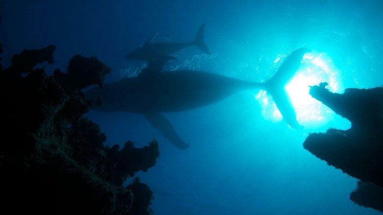 Atlantic: The Wildest Ocean on Earth image