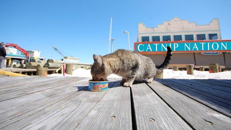 Catnip Nation image