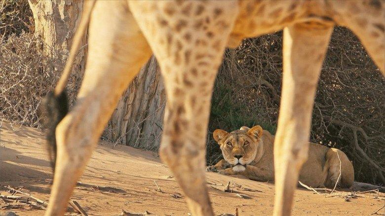 Lions of the Skeleton Coast image